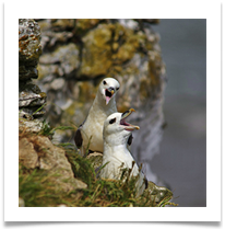 99 - Raucous Fulmars - Chris Beesley